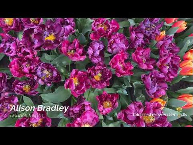 Tulpan 'Alison Bradley'